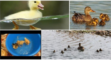 Kdy mohou kachňata začít plavat a co ovlivňuje jejich koupací věk